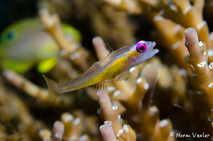 A Pinkeye Goby photographed in Anilao, Philippines by Norm Vexler 